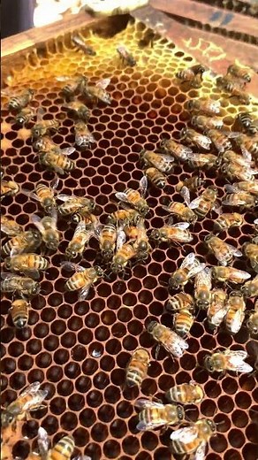 New Queen Bee Seeing the World 🐝👑 | First Moments in the Hive