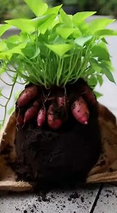 Faites ceci et la patate douce produit sans arrêt | Santé et Bon marché