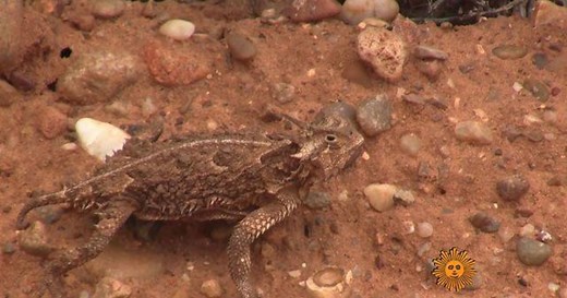 Nature: Texas Horned Lizards