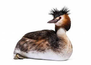 Grebe