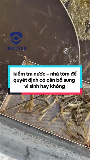 kiểm tra nước – nhá tôm để quyết định có cần bổ sung vi sinh hay không, và đây là một quy trình quan trọng trong nuôi thâm canh.#INNOTECH #visinhnguyenlieu #moitruongnuoitom #nuoitomcongnghecao #NUÔITÔM