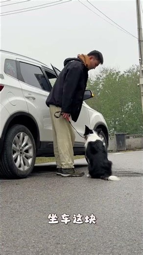 Border Collie's May Day Graduation: A Cutie's Training Journey
