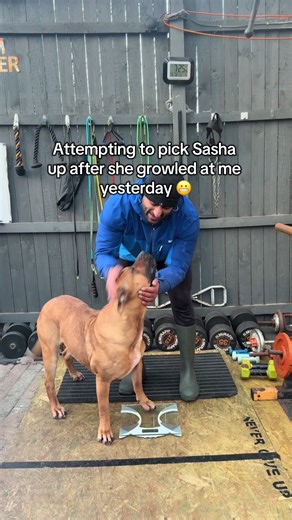 Attempting to pick Sasha up after she growled at me yesterday 😬 | dog