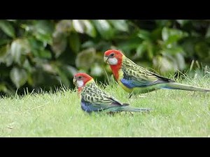 Eastern Rosellas in New Zealand