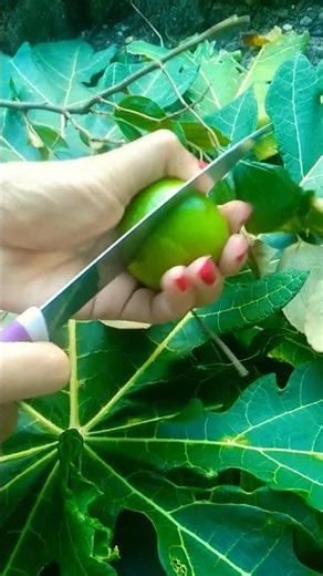 Belah buah apel #fruit #Vlog#DailyVlog #Tutorial