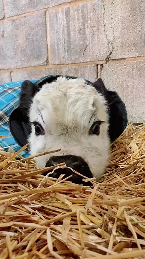 We just can’t get enough of this little guy! #MiniCow #MiniCows #MiniCowsOfTikTok #Animal #AnimalLover #Calf #Adorable #FluffyCow #Monty #FarmTok #Cow #Cute