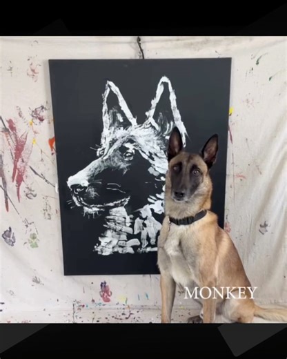 Art Daily Dose on Instagram: "Meet Monkey, a Belgian Malinois trained by @omarvonmuller, whose talents go far beyond tricks and parkour. Known for his intelligence and precision, Monkey now creates acrylic paintings by holding a brush in his mouth and following Omar’s hand movements and verbal cues in real time. There are no hidden strings, no mechanical aids, and no AI involved. Monkey responds to positive reinforcement training and carefully guided gestures, translating instruction into moveme