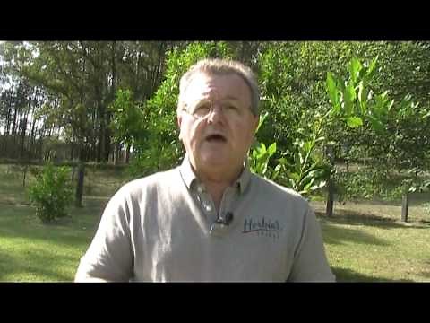 Kaffir Lime Leaves Explained