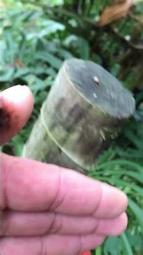 Uma belíssima taturana da cabeça vermelha fugindo de predadores não faz isso é arriscado