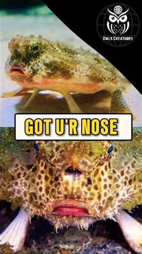 This Fish has a Fishing ROD 🎣 #trending #animals #shorts