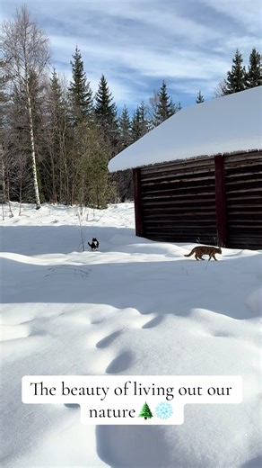 After a long winter with temperatures below -20°C where the boys have been indoors for four months, it’s amazing to see them enjoying the outdoors. In some metaethical theories we consider that what is good for a species guides us in what is morally good for its members. When seeing the cats exploring the area around the house, I at least, see that there is a beauty in a creature just following their natural path. do you think our nature as human beings can tell us something about how to live a 
