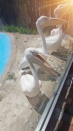 Funny Pelicans are Waiting Fish 🐦🌊