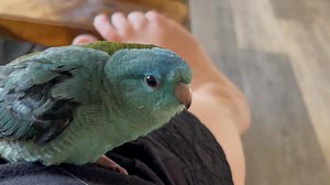 51 reactions | Linnie babies are so adorable. 冀 #lineolatedparakeet #aviculture #babybird #birb #petbird #linnies #bird #parrot | West Branch Aviary | Facebook