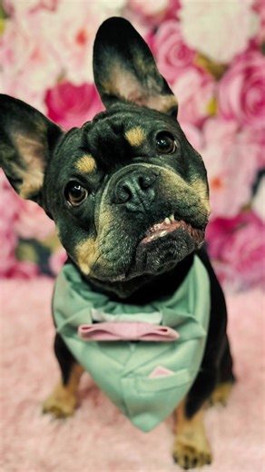 Happy French Bulldog Grooming Session