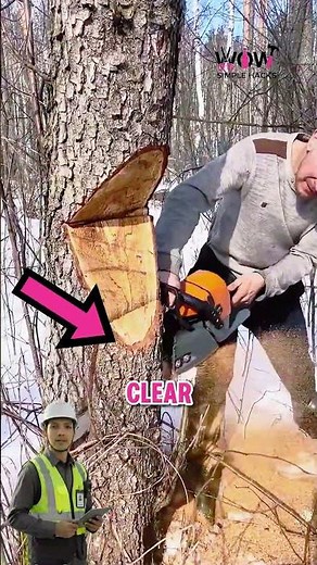 This Cut Drops Trees Exactly Where You Want