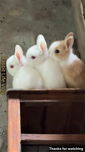 3 cute rabbit 🐇🥰 #babyanimals #adorably #cute #adoreble #pets #animalart #cuteanimals #yoohoo