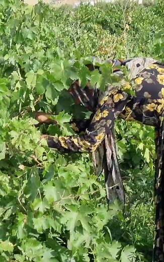 35K views · 358 reactions | The hardship of a nomadic woman the stryggle of a nomadic woman to provide for her family. | Nepal Natural | Facebook