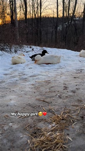 Duck Mom of 40 on Instagram: "🥰🥰 • • TikTok: @duckmomof.40 • • Links in bio • • @duckmomof.40 • • #ducks #ducklings #duckstuff #ducklovers #duckduckgoose #duckfamily #ducklove #ducklife #duckies #petducks #funnypets #petanimals #duckinstagram"