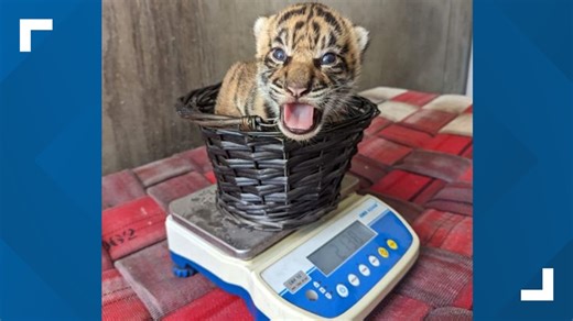 Zoo Miami welcomes Sumatran tiger cub; baby of tiger who recently died