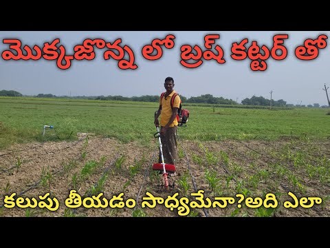 Why Brush Cutter Weeding Brush Cutter Weeding BEST Kept Secret in Corn Farming