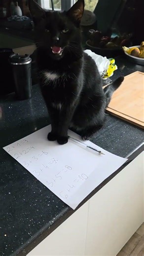Math Lesson With Cat #cat #studywithmeandmycat #cute