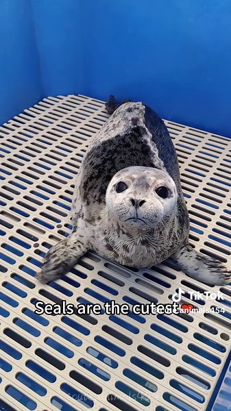 Discover the Cutest Seals in Action