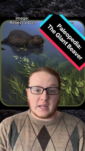 Casteroides was the largest beaver to have ever existed, capable of reaching the size of black bears. Let's talk about it #Paleopedia #dinosaur #fossil #paleontology #evolution