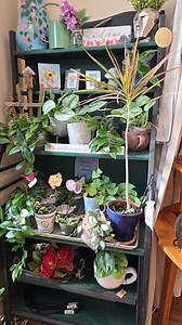 2.4K views · 86 reactions | Live Saturday morning store tour! | Bees on Broadway | Facebook