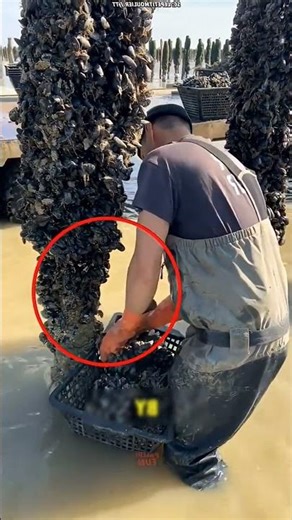 shellfish harvesting machine #short