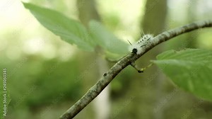 White caterpillar with black spikes crawls on tree - Hickory tussock moth larva