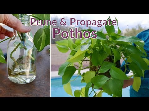 POTHOS PROPAGATION: HOW TO PRUNE & PROPAGATE POTHOS