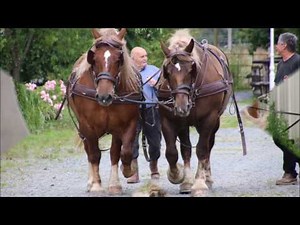 CHEVAL Diffusion Chevaux d'attelage.