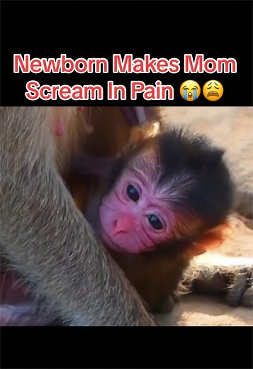 Newborn Monkey Causes Mom to Scream in Pain