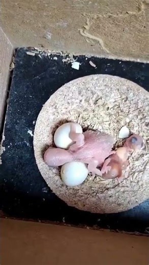 Nasceu😍mais1agora são2#filhotes🐣 de #periquitosaustralianos🦜#pets #birds #parrot #lovebirds #shorts👍