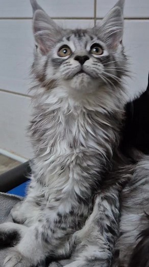 #mainecoon #foryou #pourtoi #chat #chaton