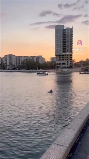 There’s something about this place 🐬 🌅 🇺🇸