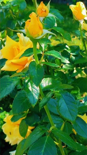 Спогади про літо #fiowers #nature #beautiful #квіти #краса #природа #shortsvideo #shorts