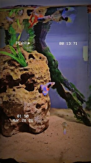 Rare Guppy Mutations That Break Physics #ExoticFish #AquariumShorts #RareGuppy