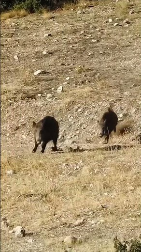 Epic Wild Hog Hunting Action | Real Outdoor Adventure