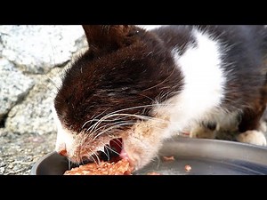 パウチしか食べないガリガリの猫にカルカン(kalkan)を給餌したら１５分かけて必死に完食した 野良猫 感動猫動画 ASMR
