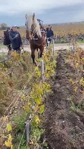 660 reactions · 53 shares | Livraison du 3eme cheval pour le domaine...