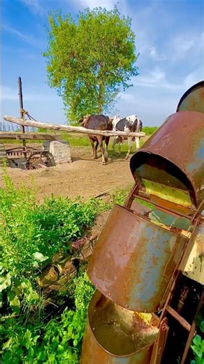 100 years old parsain wheel system operating on oxen’s #shortsfeed #trending