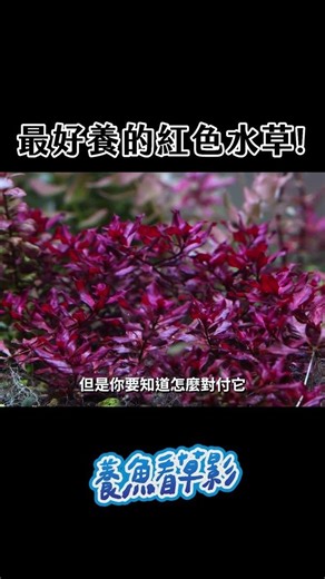 How to Grow Rose Leaf Red: The Easiest Red Aquatic Plant for Beginners