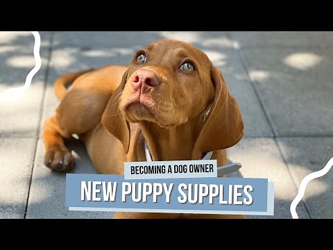 New Puppy Essentials: Must-Have Supplies for Your Puppy