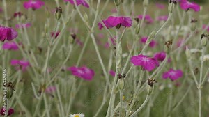 Pink Rose Campion flower shallow DOF 4K 2160p 30fps UltraHD footage - Lychnis coronaria plant blossoms in the field 3840X2160 UHD video