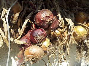 Oignons : les principales variétés