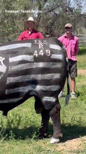 Texas Angus cow painted for Geelong in AFL Grand Final