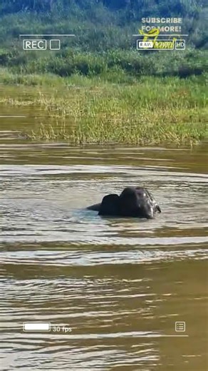 🐘 Elephant Bathing Experience – Sri Lanka