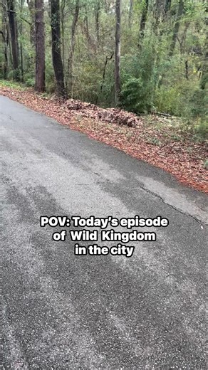 Anyone know anything about geese? What’s going on here and why are they making so much noise? We typically only have one duck and 4-5 geese. Imagine our surprise today when it sounded like a geese fight outside. I counted at least 25-30 brown geese, our usual white duck and a crane. The noise went on for about 10 minutes and then they stopped and swam peacefully. #Geese #wildanimalshorts #wildkingdom | Michelle Johnson Shinall