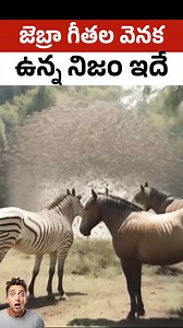 How Zebra Stripes Help Against Flies | Science Explained Why do zebras have black and white stripes? A scientific experiment conducted in the UK provided a clear explanation. In this educational video, we explore how flies react differently to horses and zebras. Although flies approach both animals equally, they struggle to land on zebras. Frame-by-frame analysis showed that zebra stripes confuse flies, causing them to collide or fly away instead of landing. The experiment also included horses w